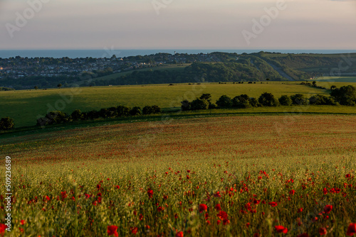 Looking out over the South Downs towards the Sussex coast  with a field of poppies in the foreground