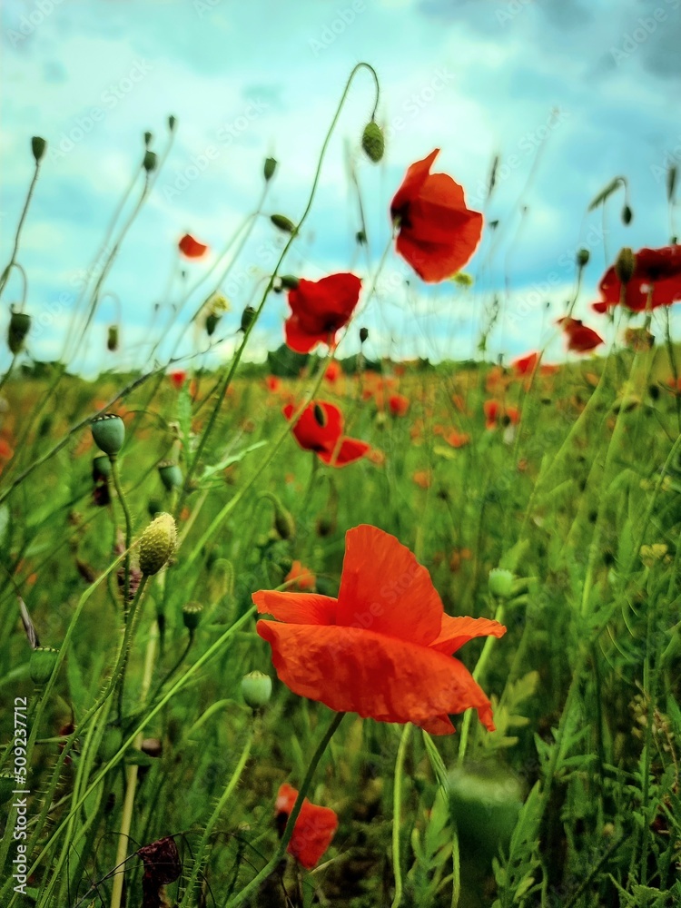 Fototapeta premium poppy flowers in the field