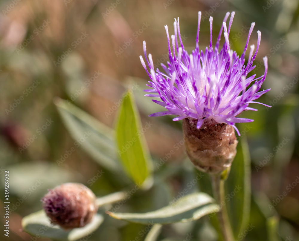 purple blooming thistle view. close-up. purple blooming thistle view. close-up.