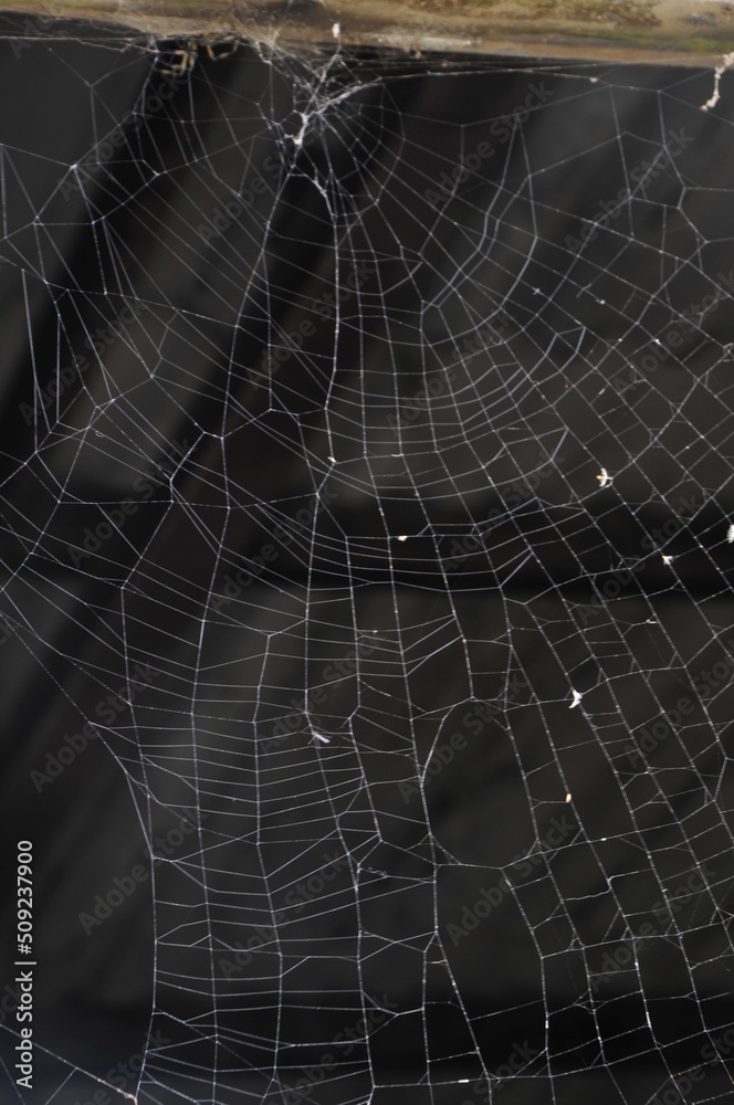 Naklejka premium spider web with dew