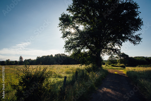 un paysage de campagne. Un chemin dans la campagne française. La silhouette d'un arbre dans la campagne le matin.