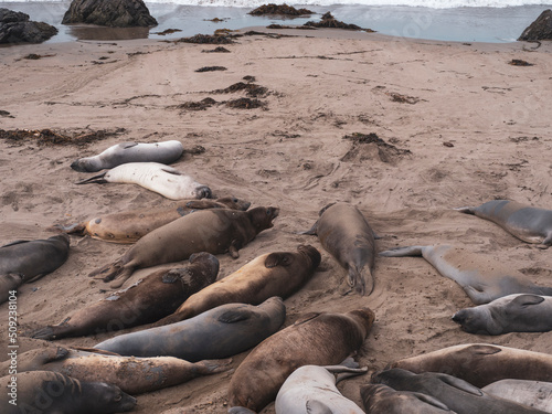 Elephant Seal Pups Molting in Piedras Blancas Rookery