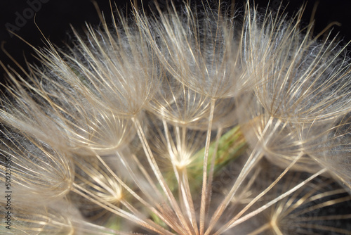 texture of dandelion sead head. macro photo.