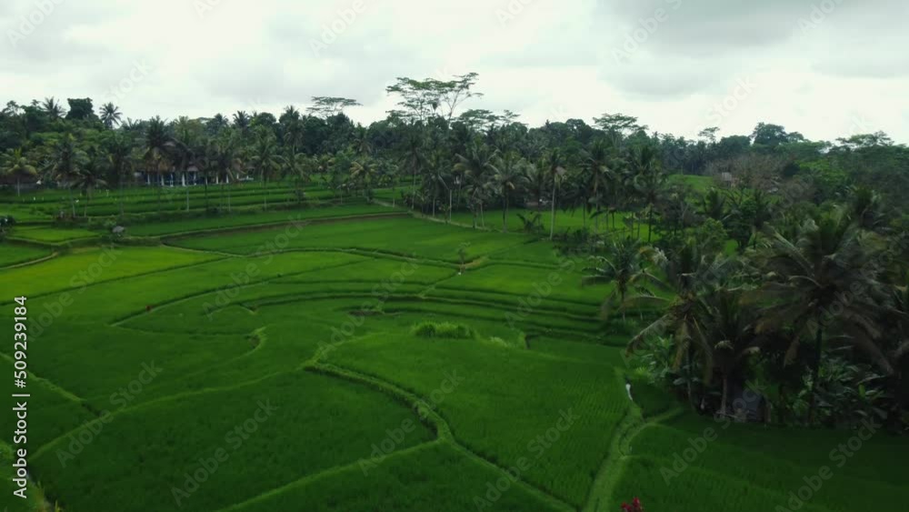 Aerial drone view to green rice fields and jungle in Bali