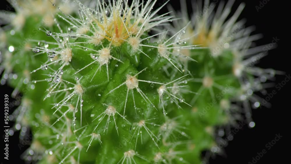 The camera smoothly descends down the trunk of a domestic cactus in drops of water on a black background. A decorative flower from the Oreocereus Celsianus family. Macro. The camera smoothly descends down the trunk of a domestic cactus in drops of water on a black background. A decorative flower from the Oreocereus Celsianus family. Macro.