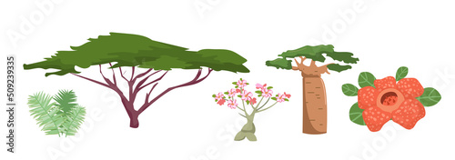 African plants and flora elements set. Exotic trees, baobab, acacia, flowers and bushes of africa