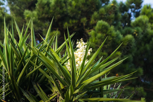 White blooming yucca flowers in nature photo