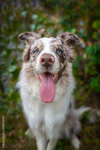 Red merle border collie portrait © Sabriel Smut