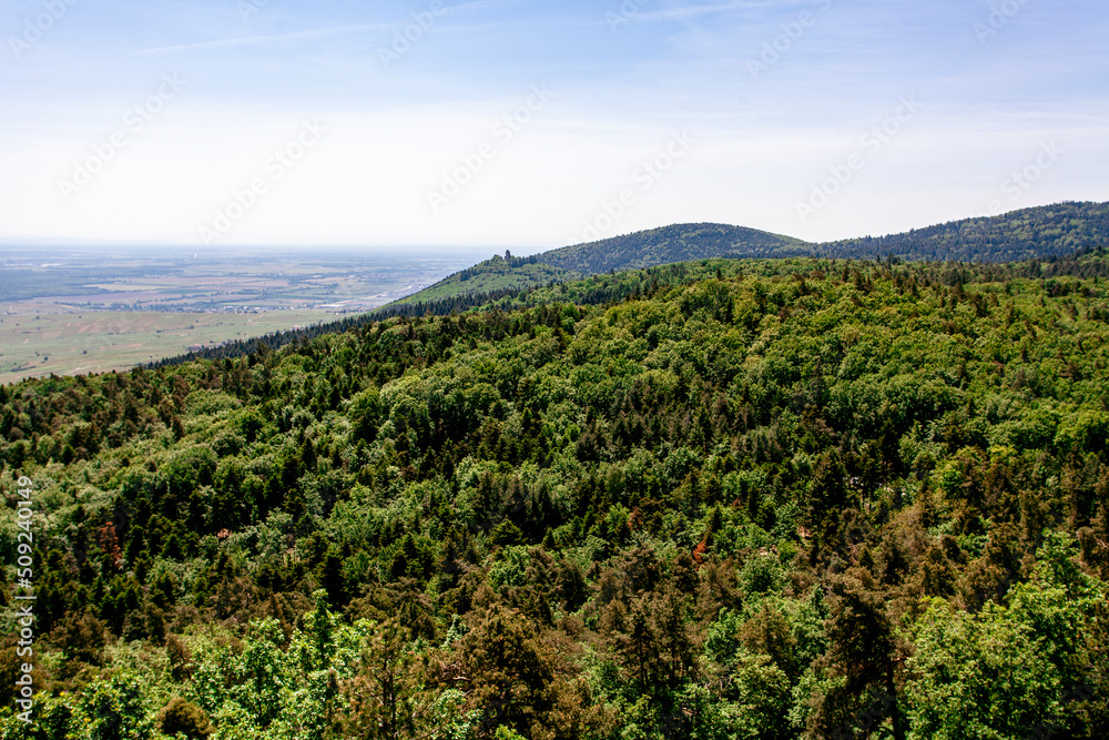 Wintzenheim, Alsace, forest, France, vosges, Haut-Rhin, mountain