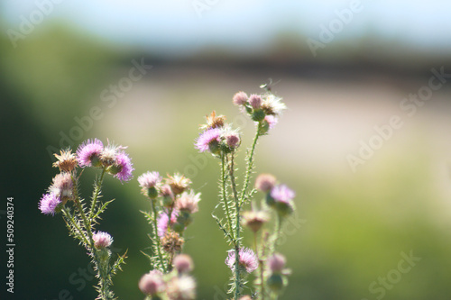 Closeup of spiny plumeless thistle flowers with blurred background