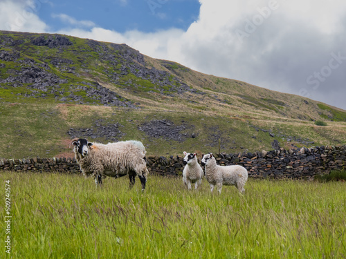 Lambs listening to Mum