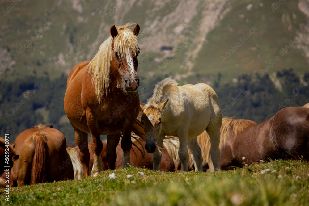 Naklejka premium Detalle de dos caballos en el monte con su manada .