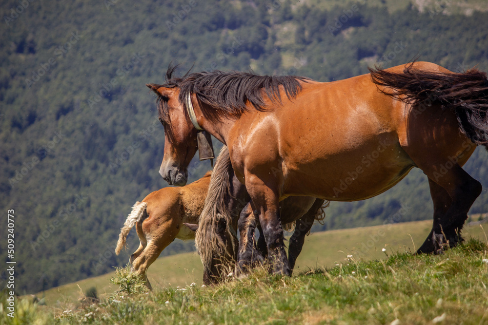 Obraz premium Detalle de caballo en el monte con su manada. 