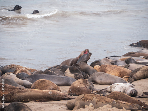 Elephant Seal pups fighting on the Beach