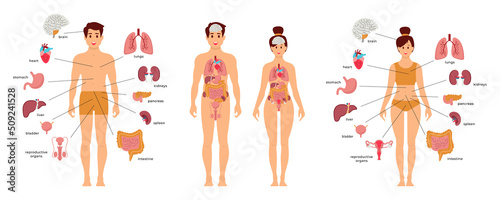 Human body anatomy structure. Male and female human organs: thyroid, heart, , kidneys, liver, lungs photo