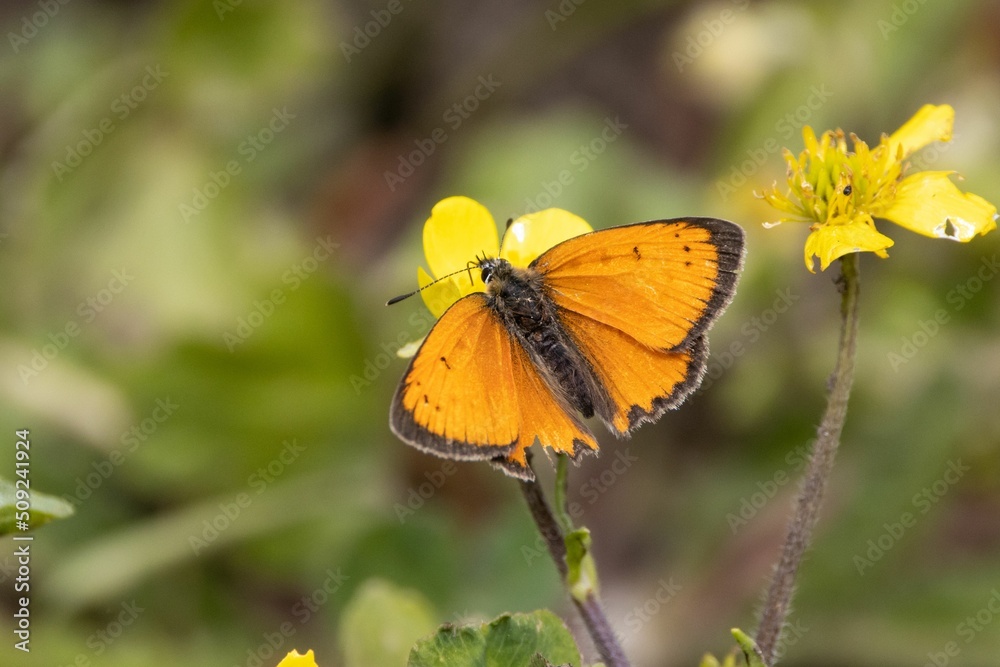 Grecian copper butterfly, Lycaena ottomanus Grecian copper butterfly, Lycaena ottomanus