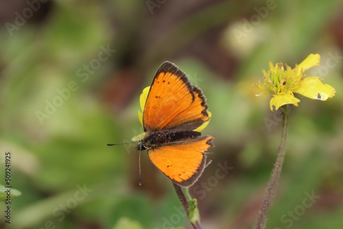 Grecian copper butterfly, Lycaena ottomanus