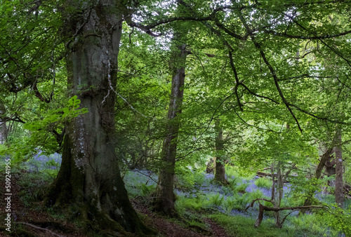 The Birks of Aberfeldy, circular woodland walking route in the Moness Glen outside Aberfeldy in the Highlands of Scotland, UK.