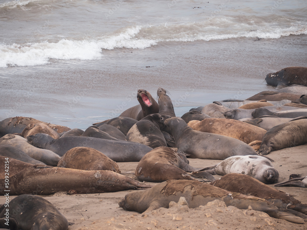 Fototapeta premium Elephant Seal pups fighting on the Beach