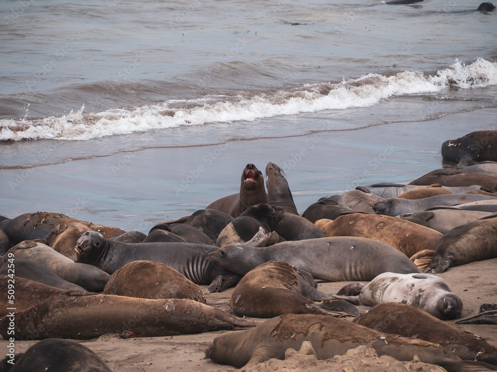 Fototapeta premium Elephant Seal pups fighting on the Beach