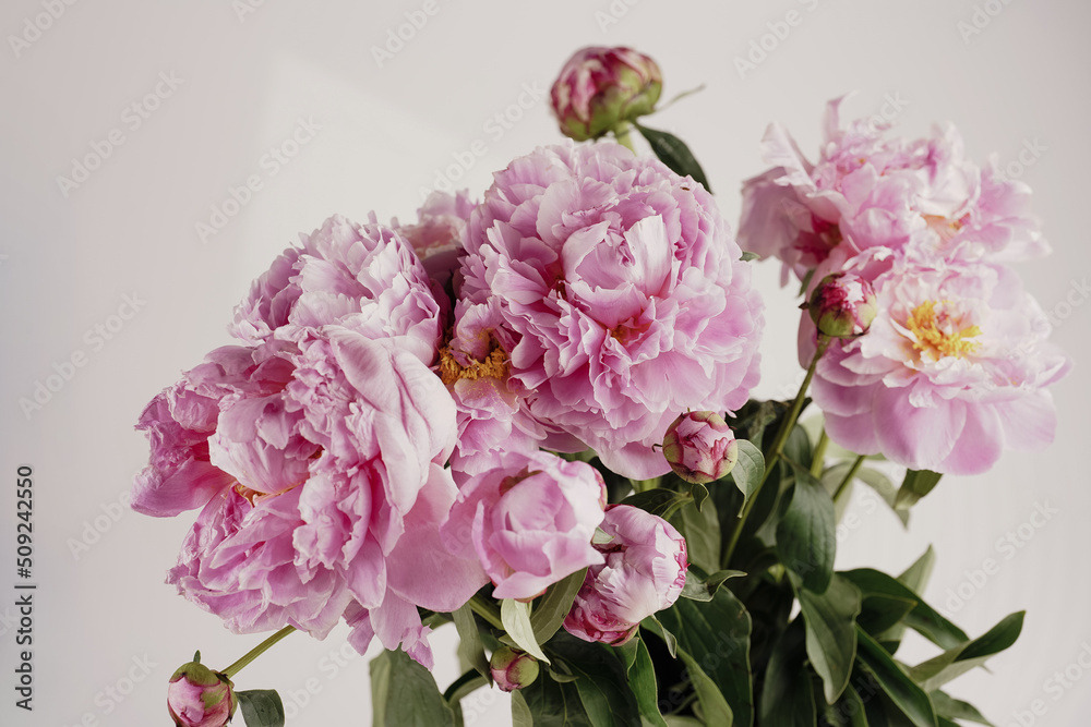 Bouquet of Pink Peonies closeup on white background, vintage color correction