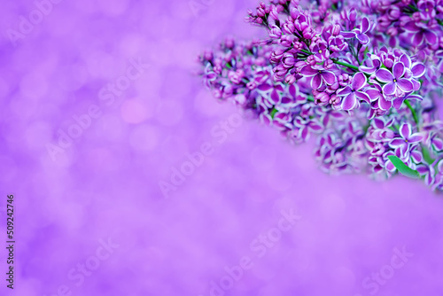 Fresh flowers lilac