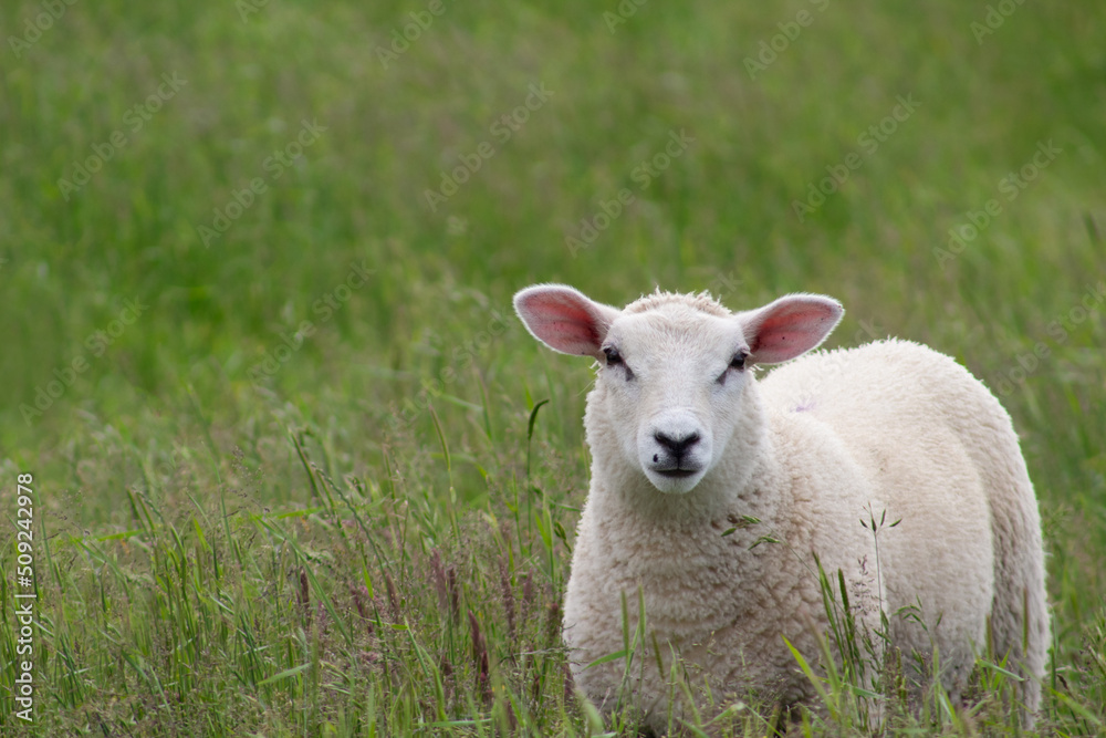 Closeup portrait of cute sheep standing in the grass and looking at the camera