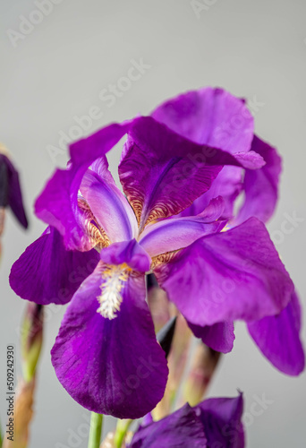 Fototapeta Naklejka Na Ścianę i Meble -  Close up purple iris on a gray background.