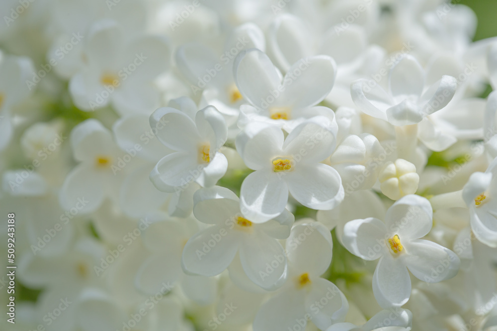 White lilac flowers close up as natural background, texture White lilac flowers close up as natural background, texture
