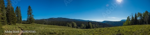 Late afternoon path through the mountain forest meadow