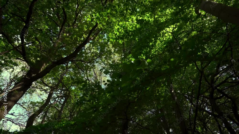 Woodland tree canopy gimbal shot with passing branches Woodland tree canopy gimbal shot with passing branches
