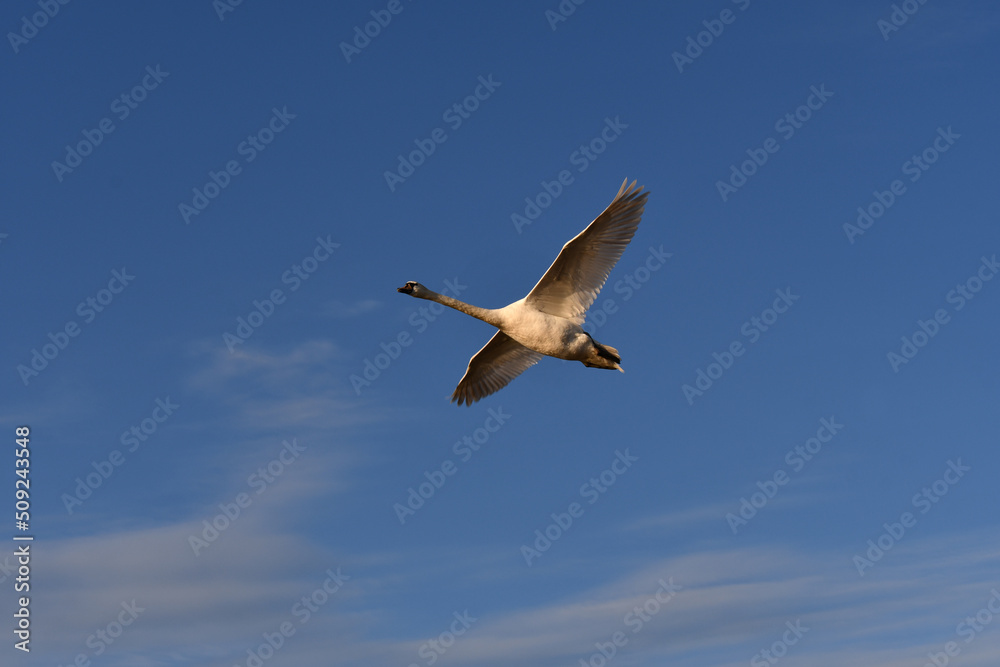Mute Swan in flight against a blue summer sky