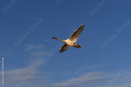 Mute Swan in flight against a blue summer sky