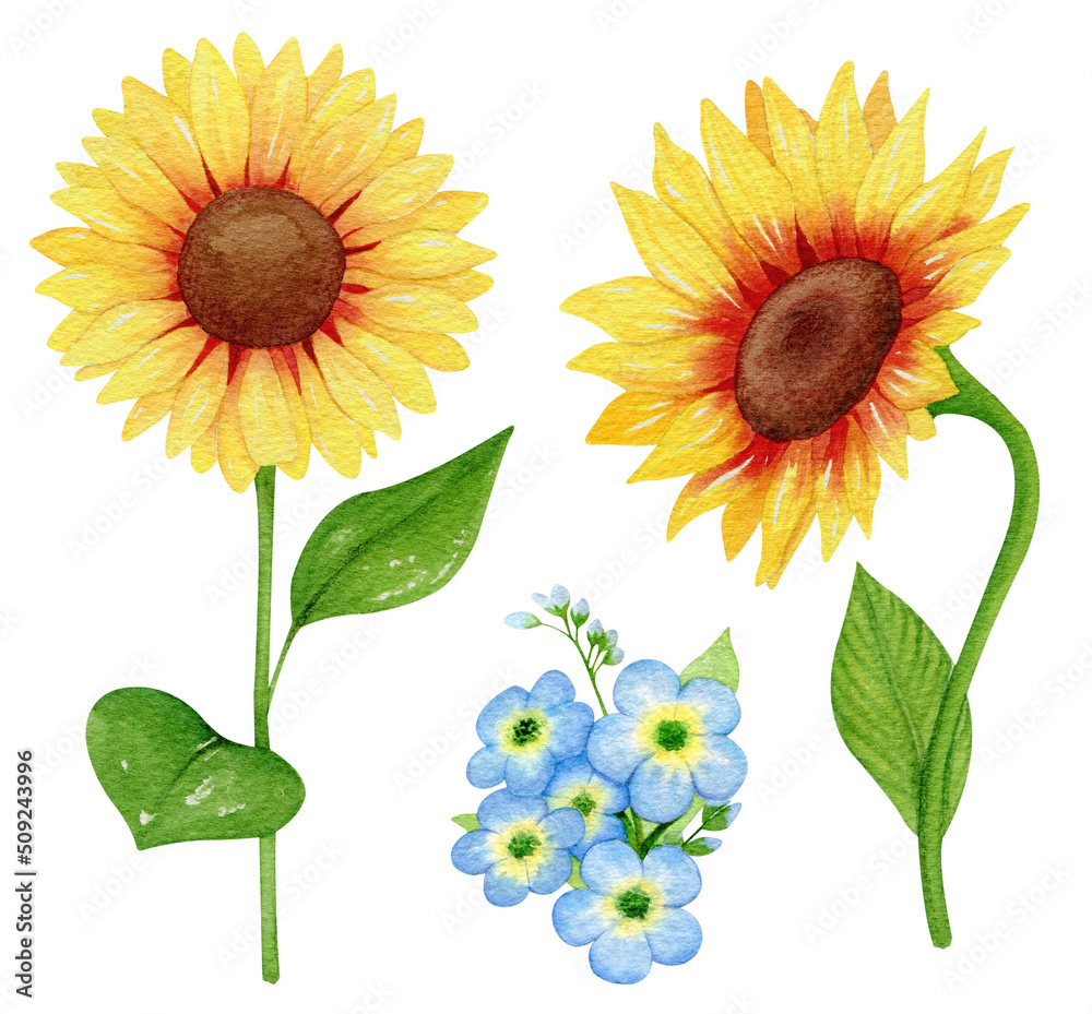 Obraz premium Set of sunflower isolated on white with blue flowers. Watercolor Sunflower clipart, Floral clip art, Sunflower watercolor digital summer clipart
