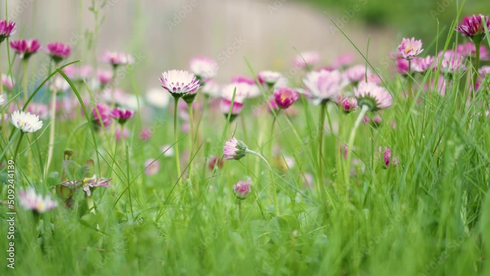Summer flowers growing in garden city. Close up colorful marguerite daisy soft pink color. Abstract shot daisy marguerite in bloom Summer flowers growing in garden city. Close up colorful marguerite daisy soft pink color. Abstract shot daisy marguerite in bloom