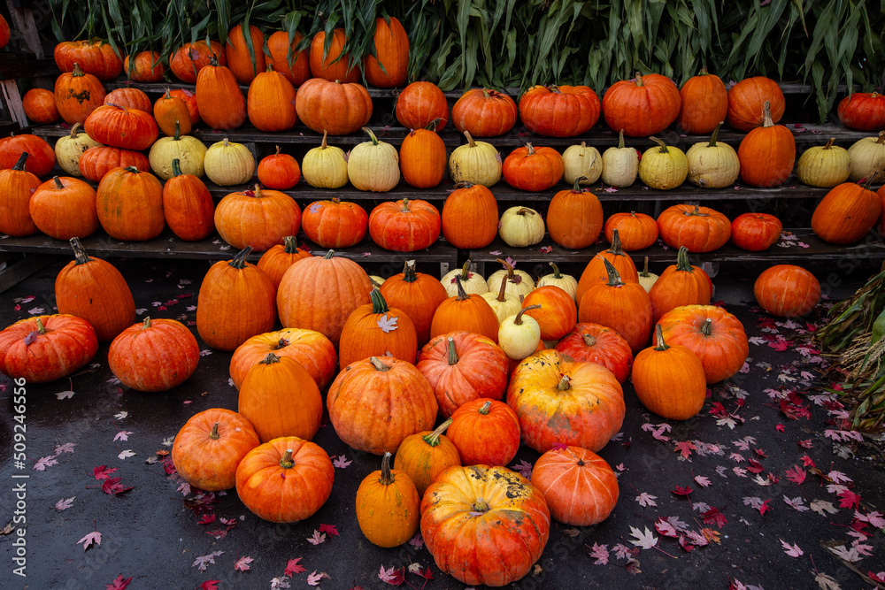 Pumpkin pile close up, pumpkin patch in Canada, Pumpkin harvest, Halloween time