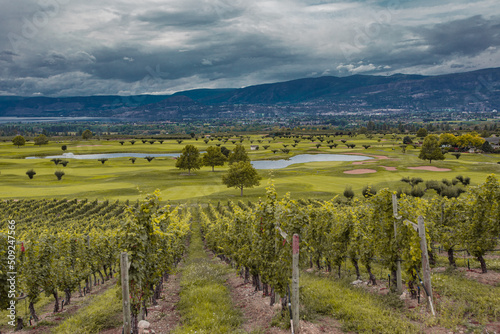 Kelowna vineyards. Vineyard landscape in British Columbia, Kelowna, Canada