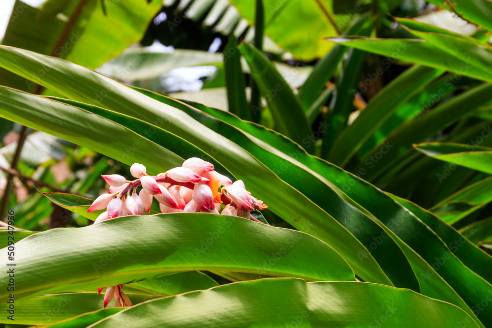 Obraz premium Cardamom flower growing on the spice farm