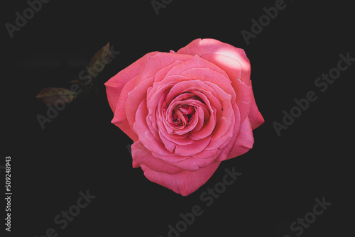  delicate pink rose in the garden against a dark background in the rays of the sun