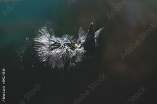 white dandelion in the meadow over green background © Joanna Redesiuk