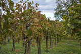 Close up of young vine plants in organic vineyard background

