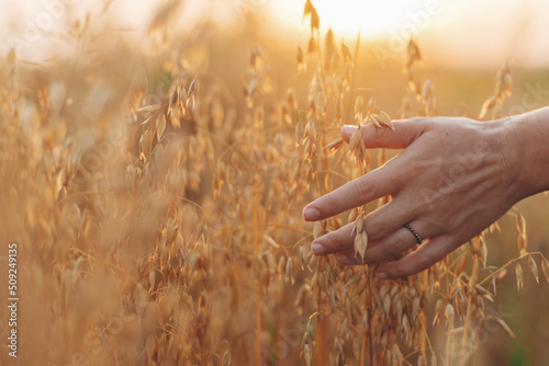 Woman hand holding oat stems in sunset light, hand close up. Summer grain harvest and rural slow life. Young female hand with crop ears in field countryside. Atmospheric tranquil moment photo