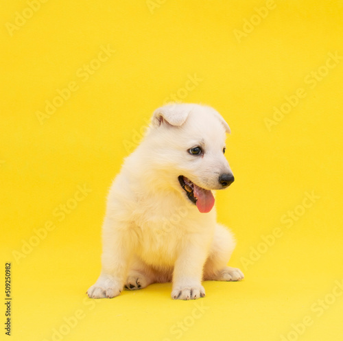 cute white puppy studio portrait on isolated yellow background © Natallia Vintsik