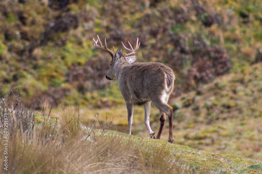 Beautiful deer in Cayambe Coca national park on a summer day. Beautiful deer in Cayambe Coca national park on a summer day.