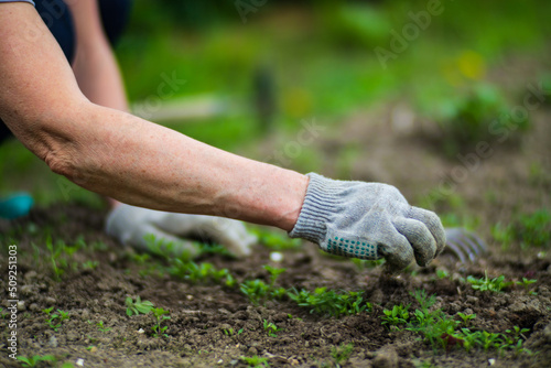A woman's hand is pinching the grass. Weed and pest control in the garden. Cultivated land close up. Agriculture plant growing in bed row © shaploff