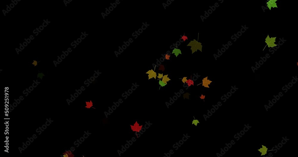 footage of autumn leaves on green and black background. autumn chroma key, animated tree leaves, green screen editing with blend mode. animation graphics, cartoon 4K, green screen