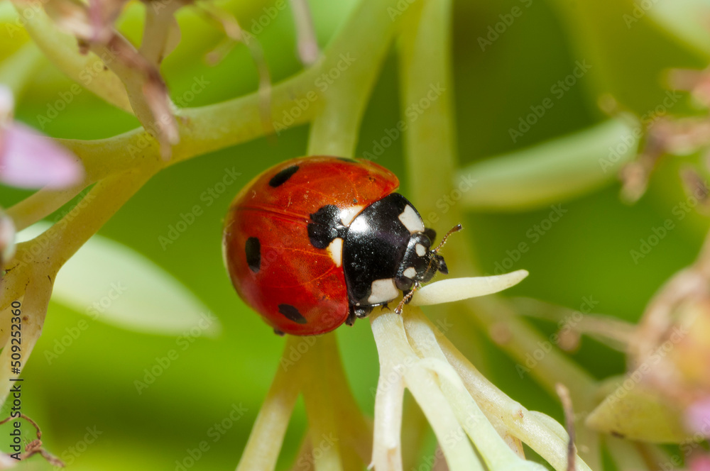 Fototapeta premium ladybird on a leaf