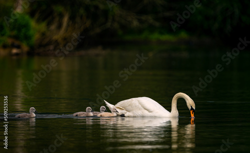 Cisne con sus crias en un lago