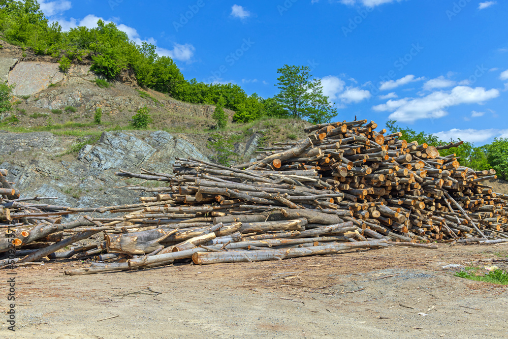 Wood Logs Forestry