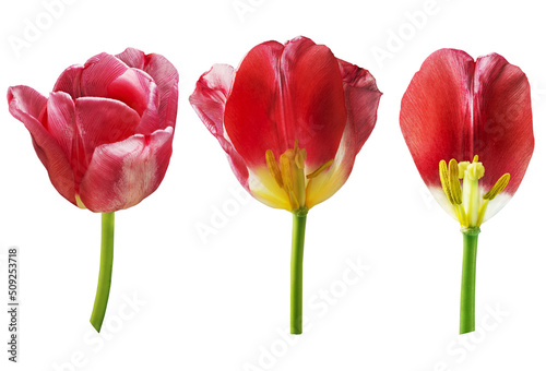 Parts of red tulips on a white background
